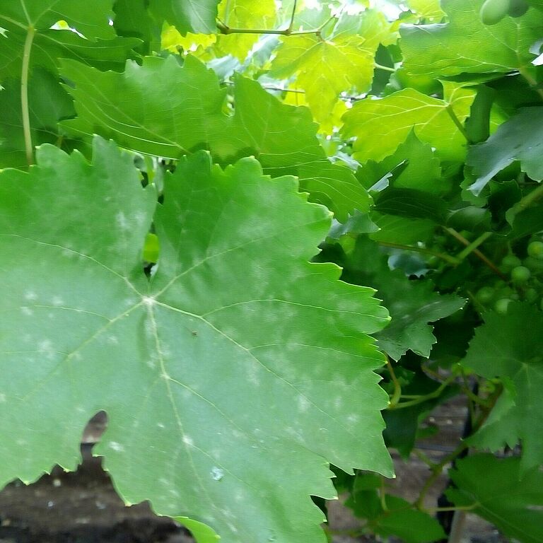 Grapevine powdery mildew Uncinula necator