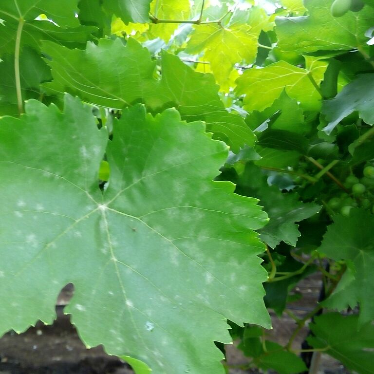 Grapevine powdery mildew Uncinula necator