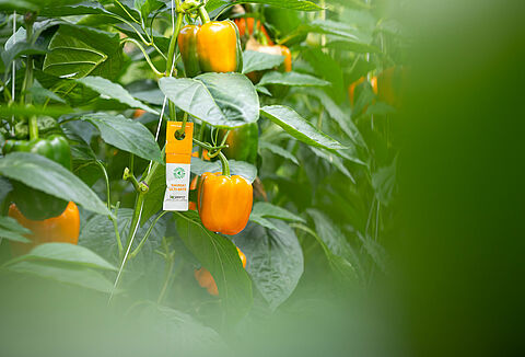 Óvintézkedések termékallergia esetén