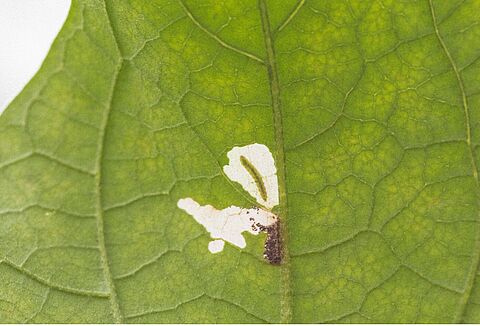 Paradicsommoly (Tuta absoluta): tucatnyi természetes ellenség
