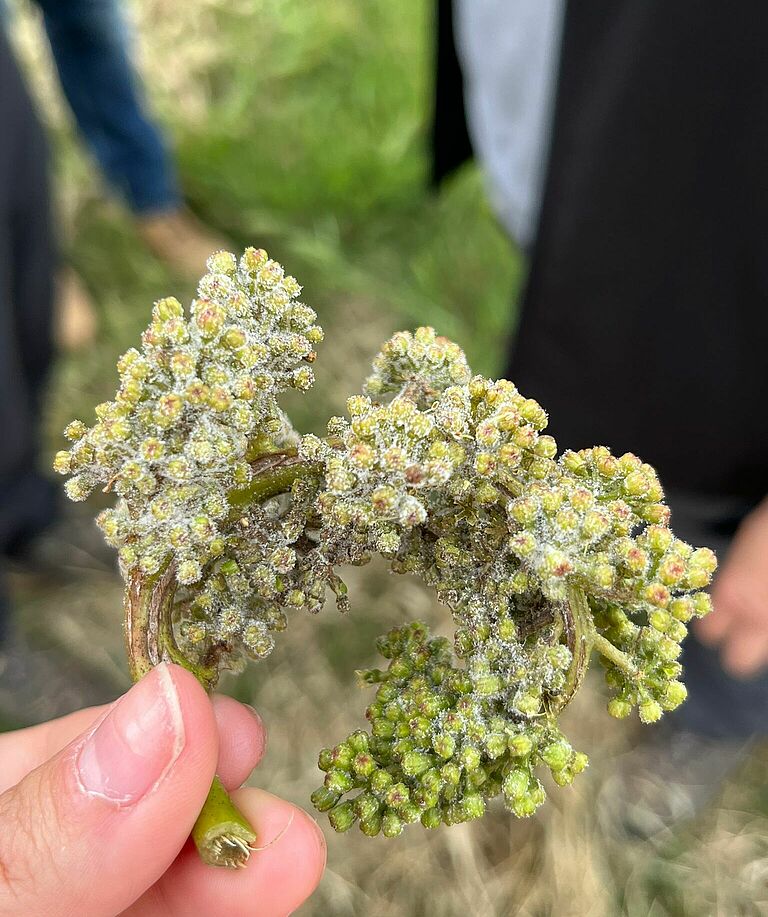 Early and severe downy mildew infection on a grape inflorescence during the pre-flowering stage.