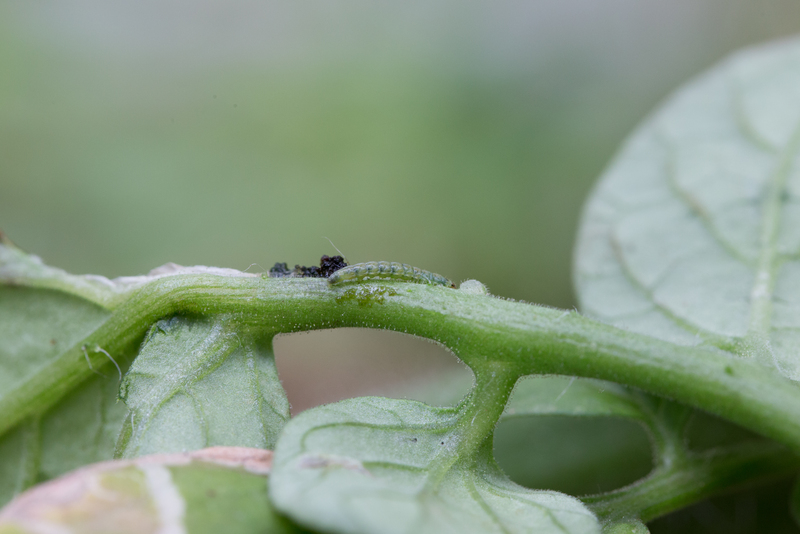 Larva of the Tomato leafminer Tuta absoluta