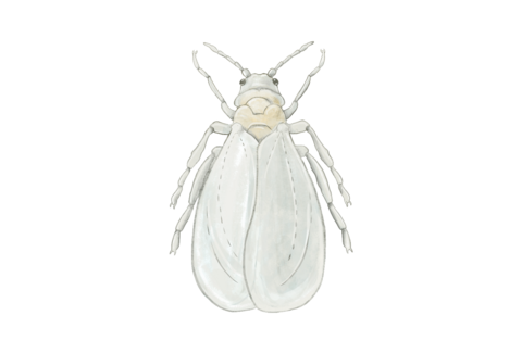 Fehérlegyes