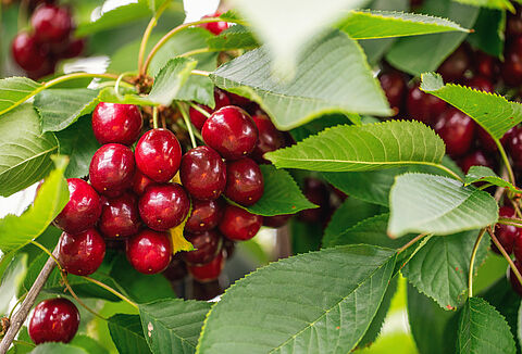 Hogyan javítja a Vidi Terrum a cseresznye hozamát?