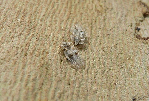 Sycamore lace bug
