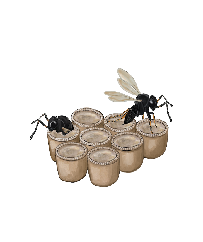 Wasps emerge from eggs