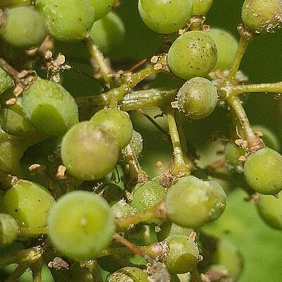 Grape bunch infected with downy mildew (Plasmopara viticola), showing characteristic sporulation and infected berries.