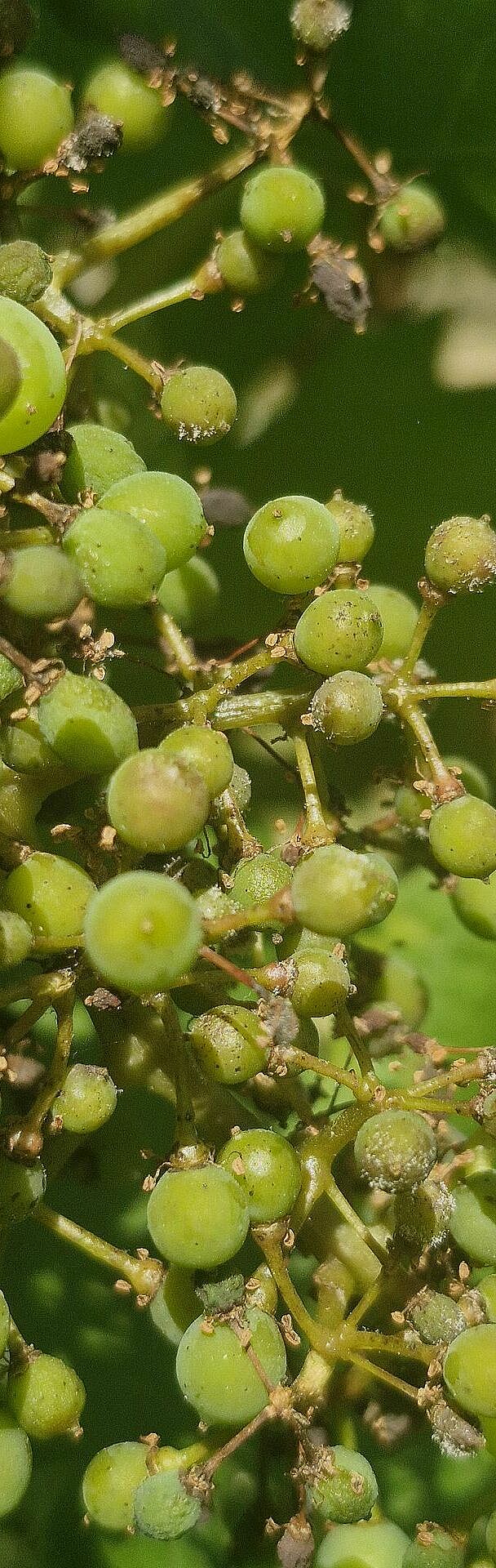 Grape bunch infected with downy mildew (Plasmopara viticola), showing characteristic sporulation and infected berries.