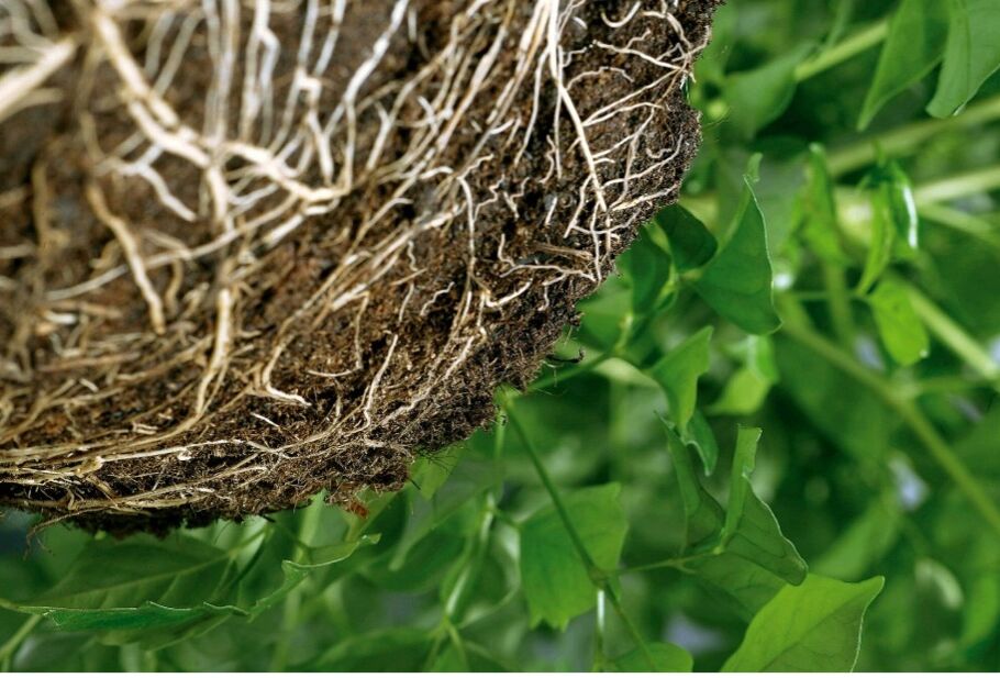 Adja meg növényeinek a kezdő lökést a Trianummal és a Vidi Fortummal