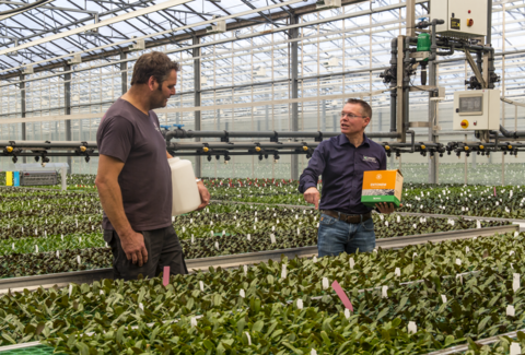 Az Entonem megóvja a fiatal orchideákat a gombaszúnyogoktól