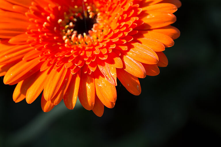 Western Flower Thrips Frankliniella occidentalis damage on a chrysanthemum flower