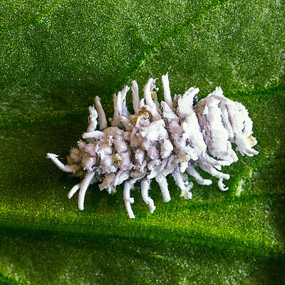 Crypolaemus montrouzeri lárvastádiuma