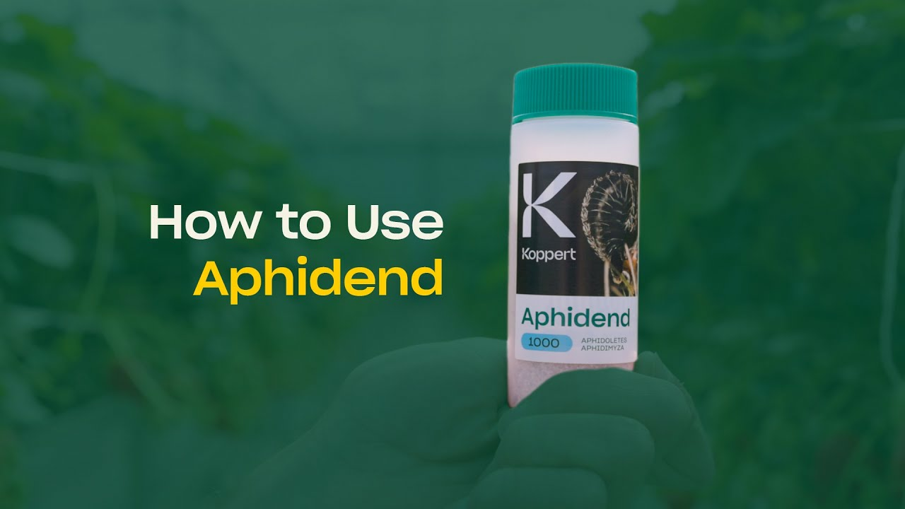How to use Aphidend from Koppert