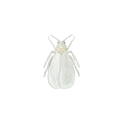 Greenhouse whitefly Trialeurodes vaporariorum adult