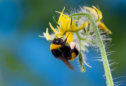 Alapvető információk magas hőmérsékleten történő beporzással kapcsolatban