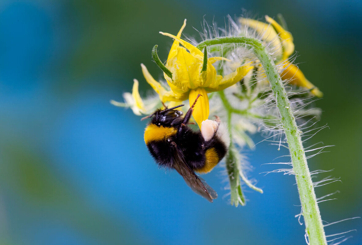 Alapvető információk magas hőmérsékleten történő beporzással kapcsolatban