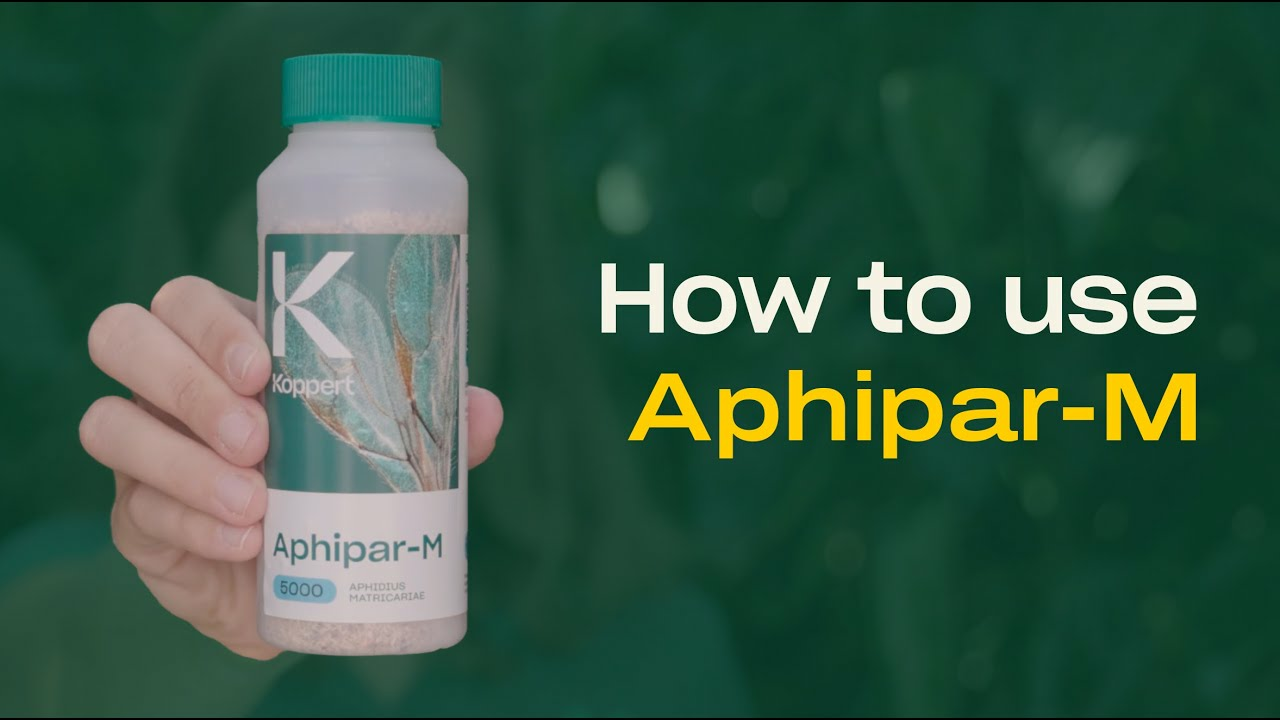 How to use Aphipar from Koppert