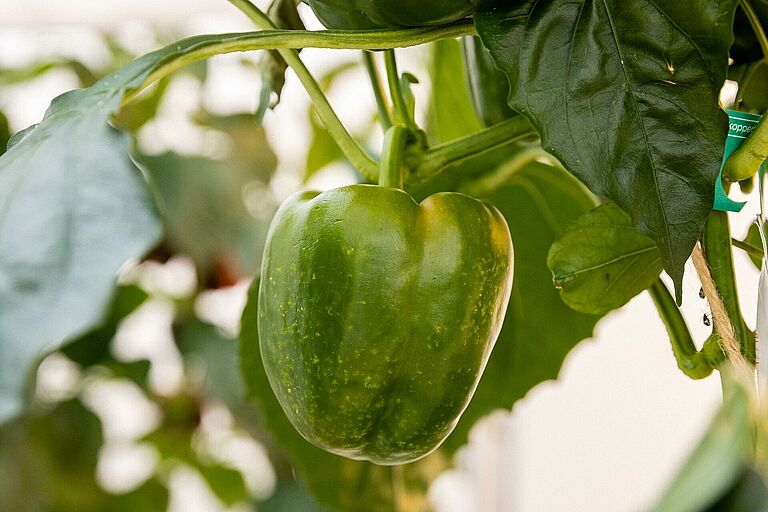 Green pepper with early feeding damage caused by the southern green stink bug (Nezara viridula), showing pale yellow speckling on the fruit.