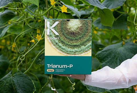 A Trianum hatékonyan védekezik a Pythium ellen az uborkában