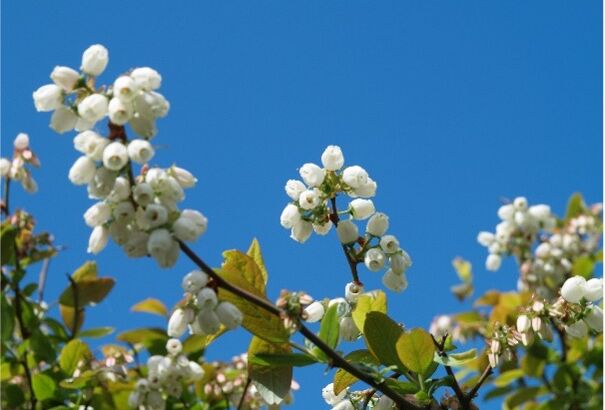 Támogassa áfonyavirágait