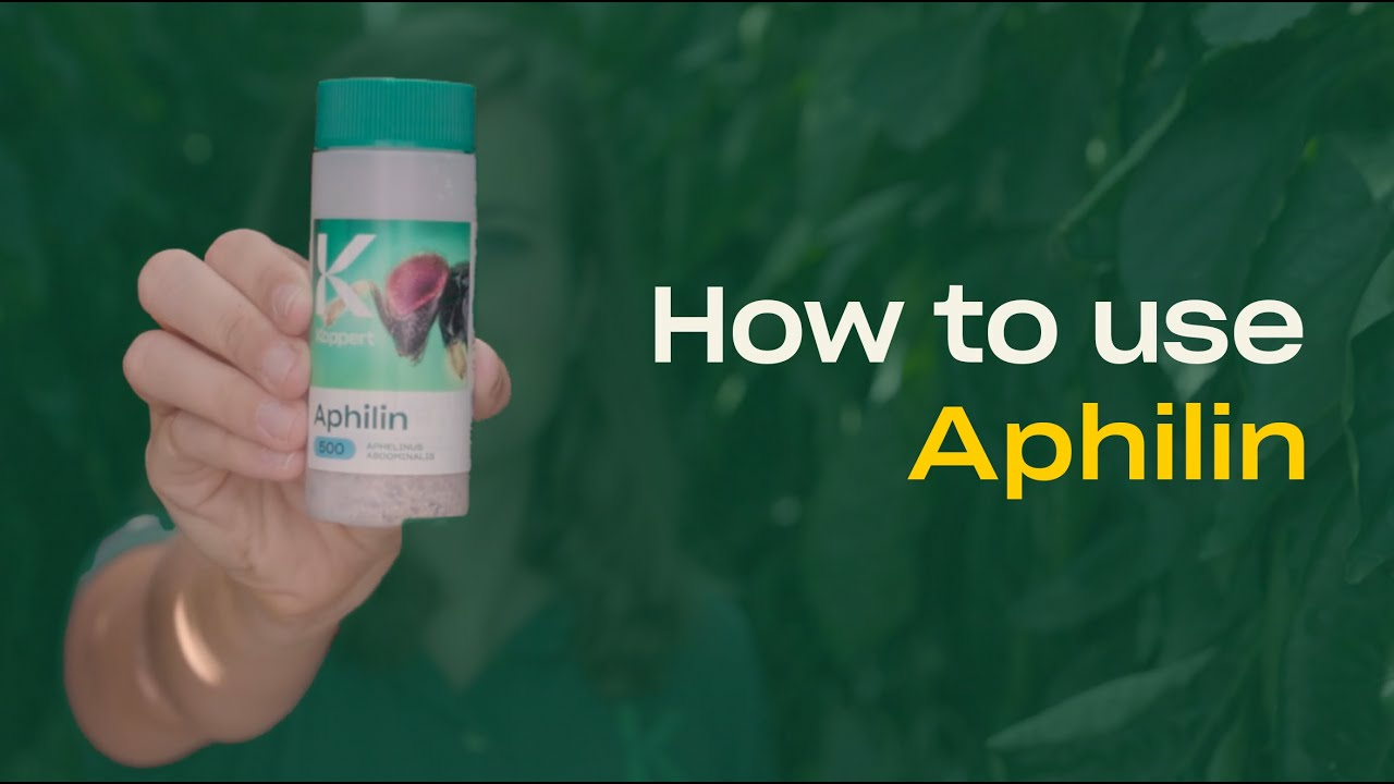 How to use Aphilin from Koppert