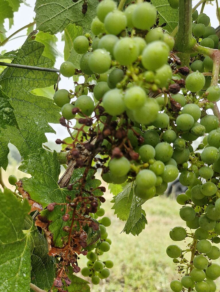 Grape bunch infection showing shriveled and dried flowers and young berries on the rachis.