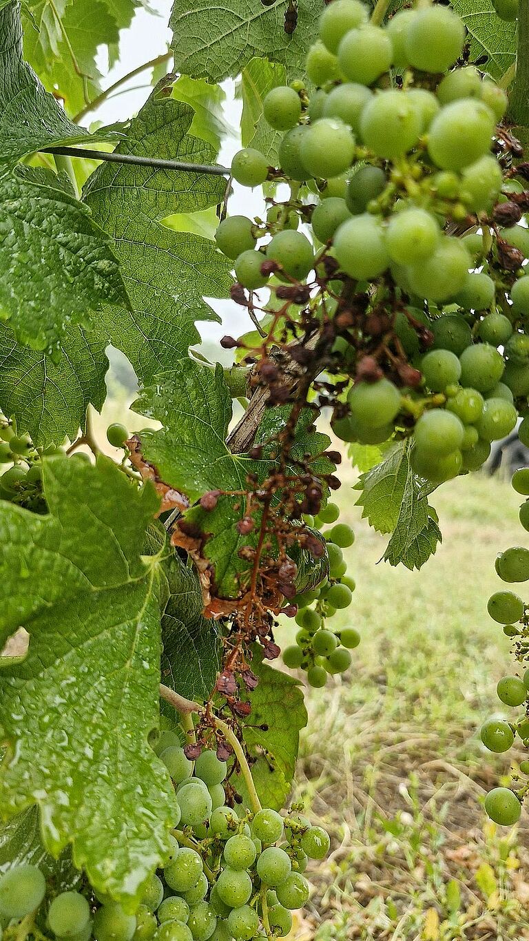 Grape bunch infection showing shriveled and dried flowers and young berries on the rachis.