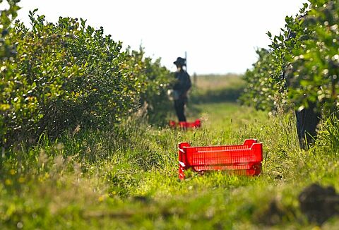 Igen, elégedett vagyok a Natupol Booster és a Koppert szolgáltatásaival!