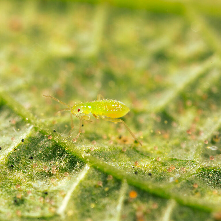 Macrolophus pygmaeus fiatal nimfa