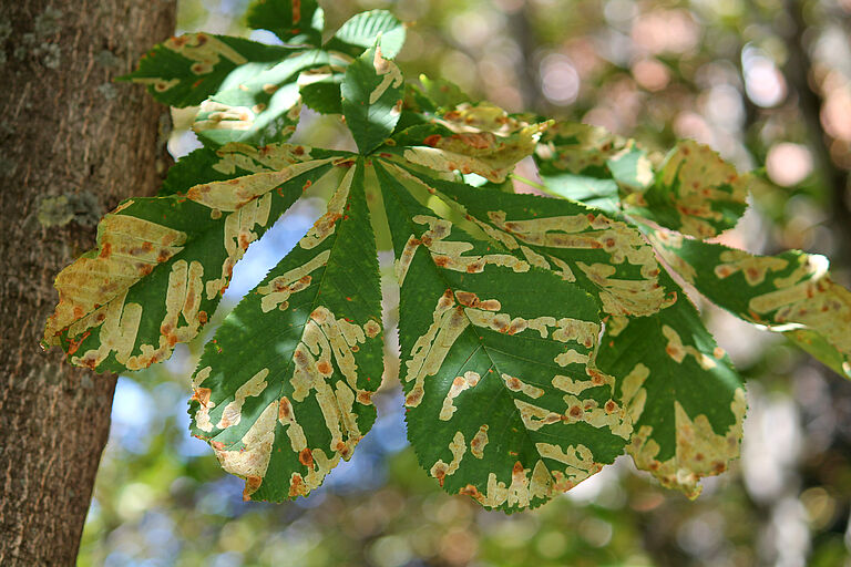 Horsechestnut leafminer Cameraria ohridella Damage on chestnut