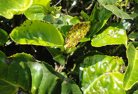 Tea mosquito bug