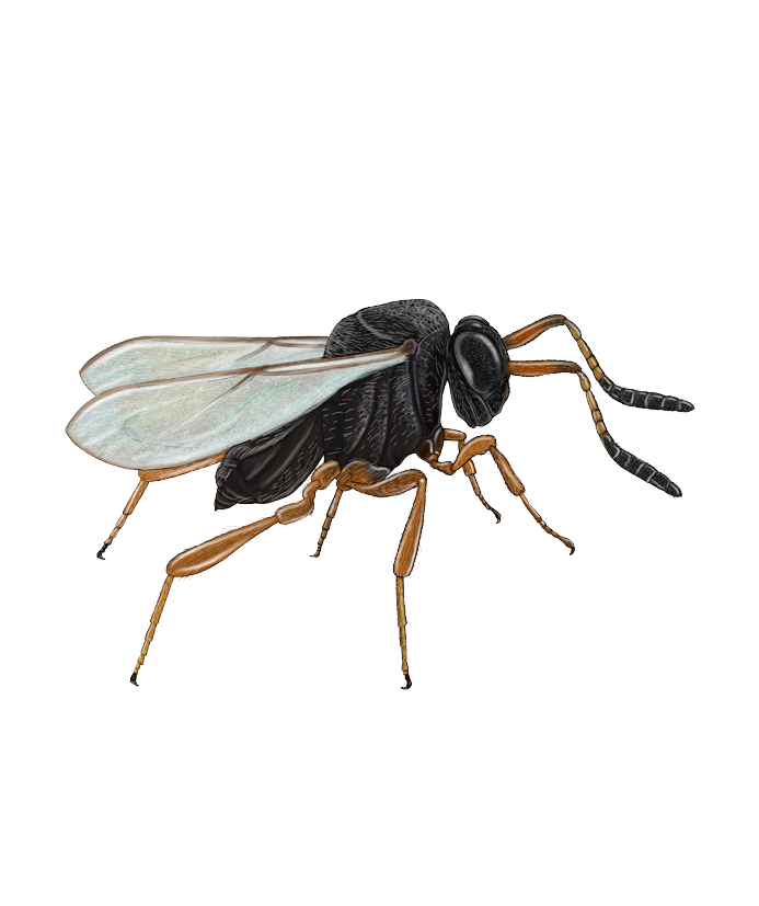 Trissolcus basalis Adult female