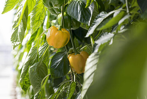 Édes paprika