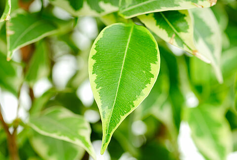 Zöld cserepes növények