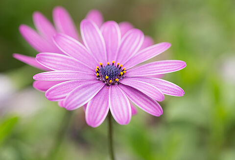 Virágágyi növények