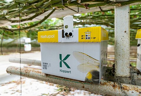 Hogyan védjük meg a poszméheket a hidegben