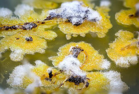 Trianum Egy nem finnyás gomba