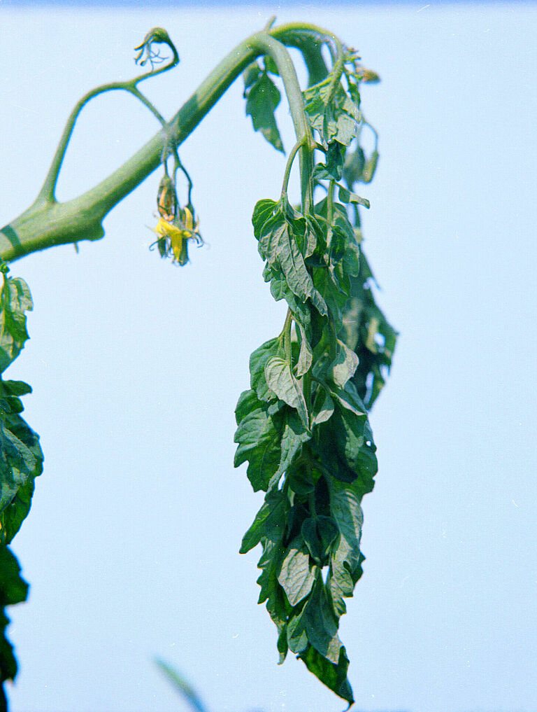 Tomato damage caused by Bacterial wilt of potato Ralstonia solanacearum