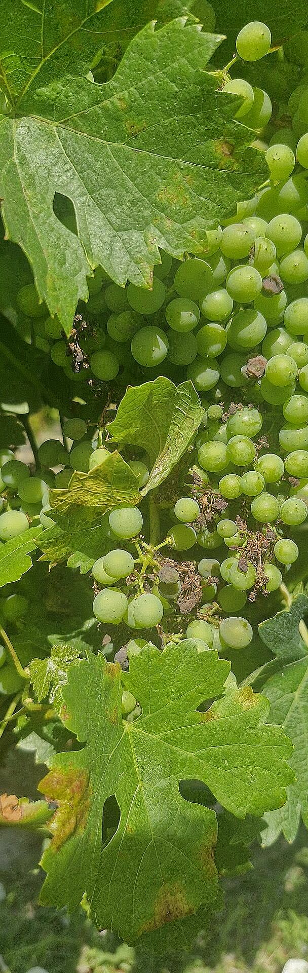 Grape downy mildew (Plasmopara viticola) affecting grapevine leaves and developing grape bunches.