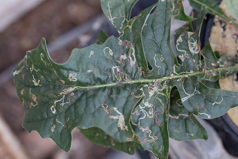 Damage caused by the American serpentine leafminer Liriomyza trifolii