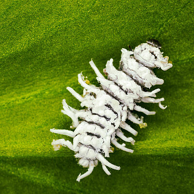 Crypolaemus montrouzeri bábstádiuma