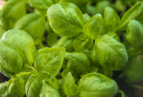 Fűszer- és gyógynövények