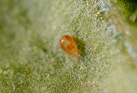 Neoseiulus californicus