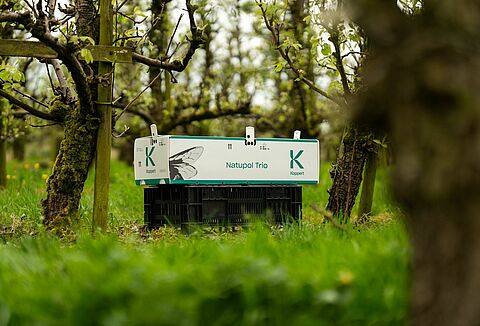 Kültéri növények beporzási tanácsai