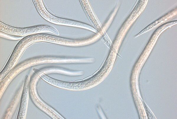 Fonálféreg: hasznos segítség a hernyók elleni küzdelemben