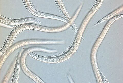 Fonálféreg: hasznos segítség a hernyók elleni küzdelemben