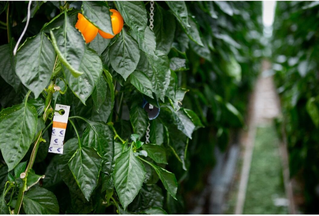 Tíz tény a Spical ragadozó atkákról