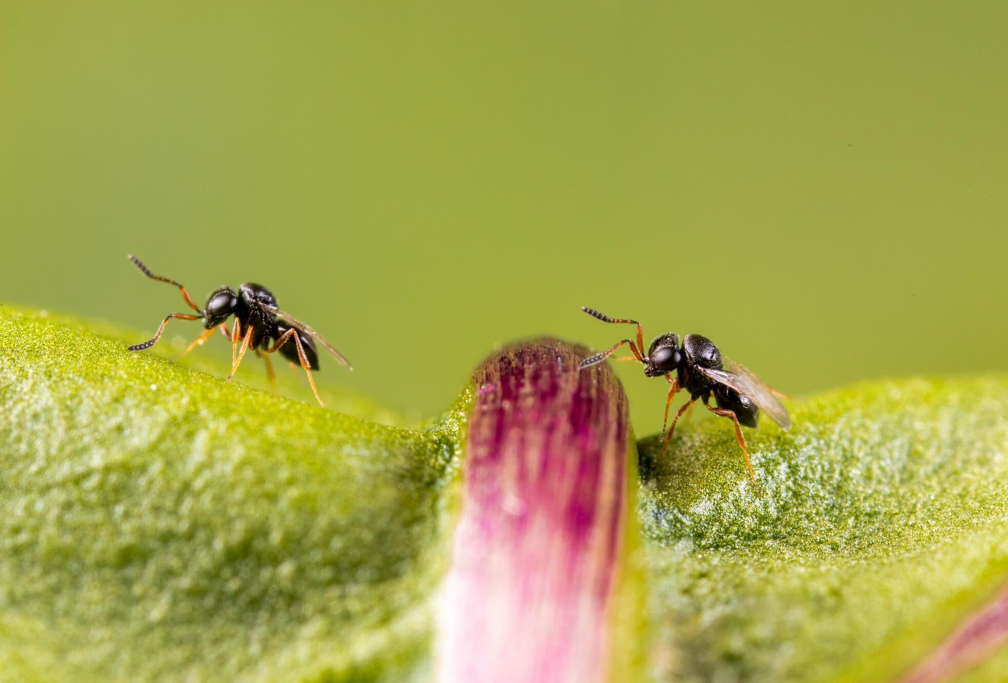 Nezapar: a legjobb megoldás a megelőzés