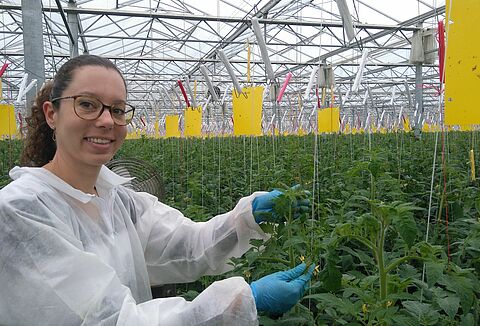 A Nesidiocoris esetében Franciaországban a nematódák által létrehozott megoldás