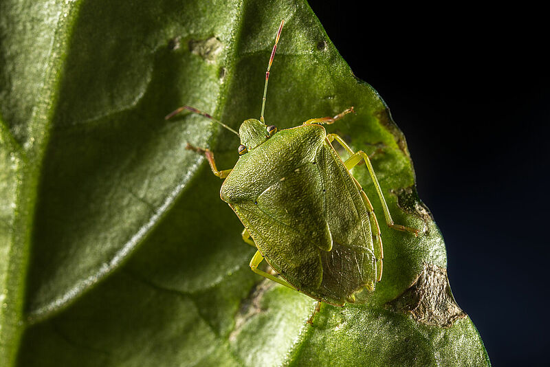 Nezara_viridula_Koppert_BIological_Systems-2.jpg